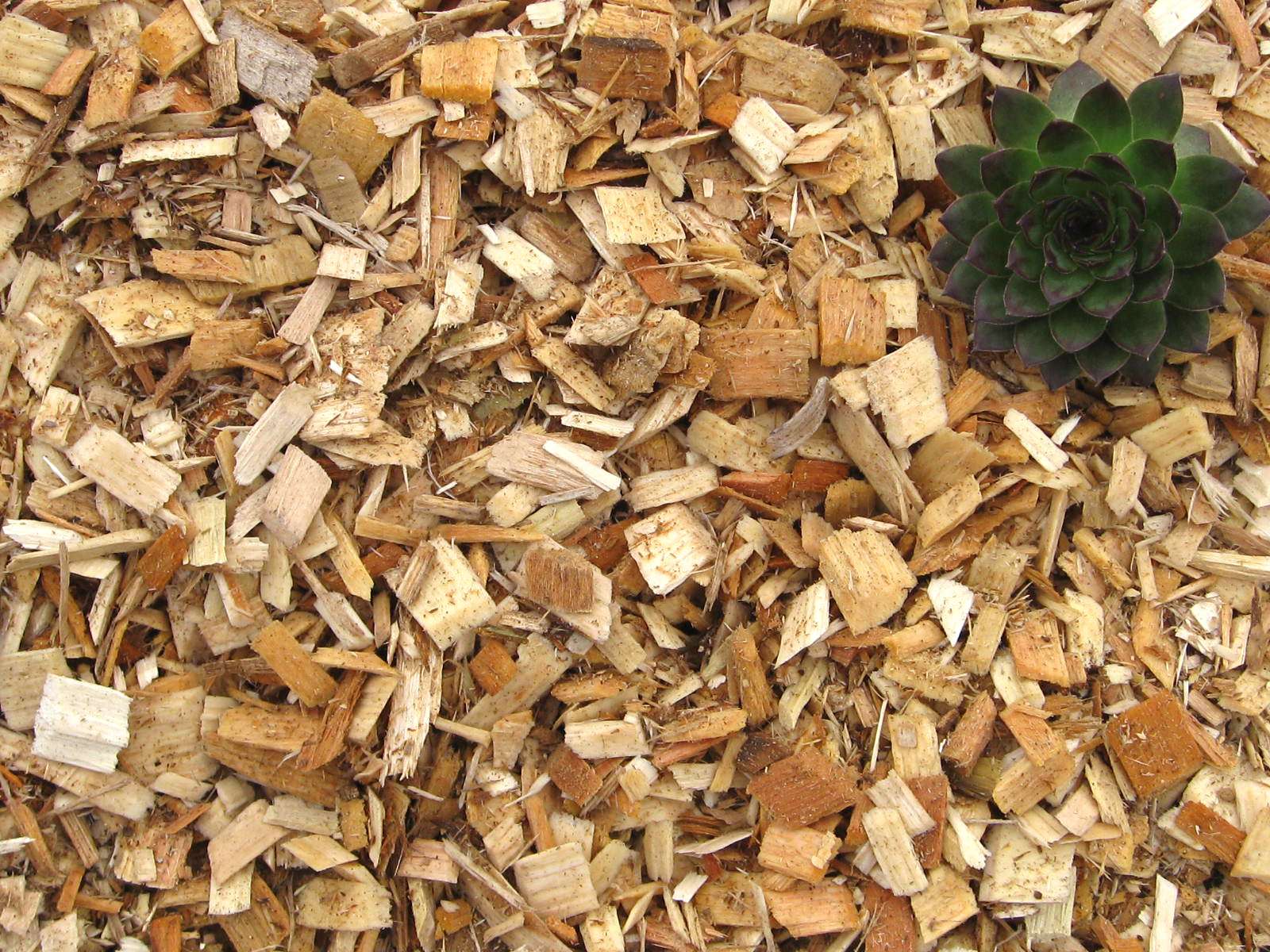 Wood Chips Greendell Landscape Solutions