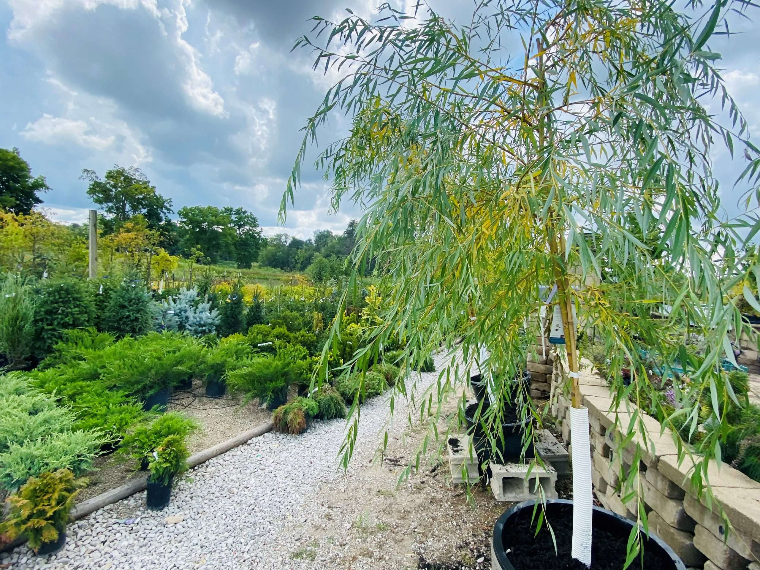 Willow Trees Greendell Landscape Solutions   Willow Trees Scaled 