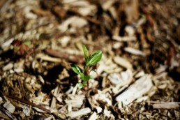 Mulch and plant